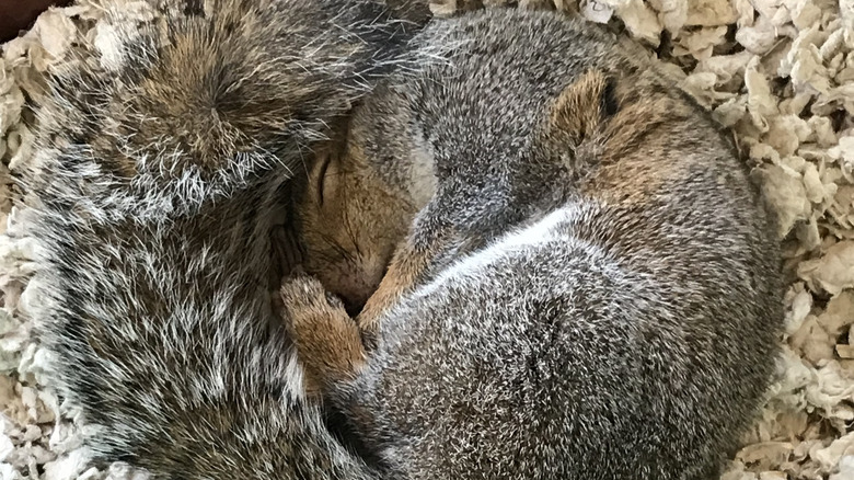 Squirrel sleeps curled up in a ball
