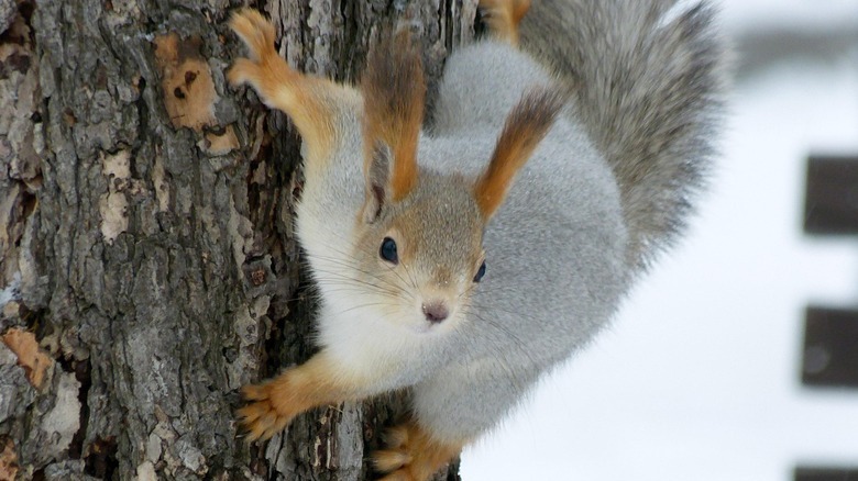 Russian squirrel with white coat and red tufted ears climbs on tree