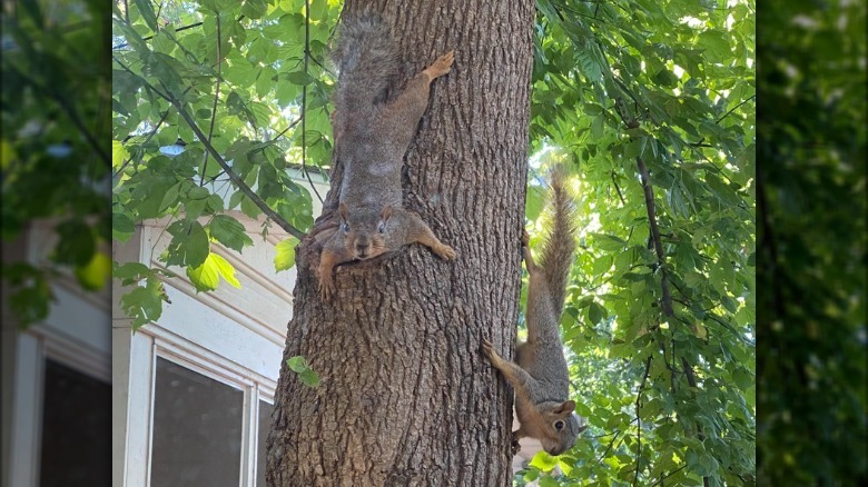 Two squirrels climbing on tree look into house