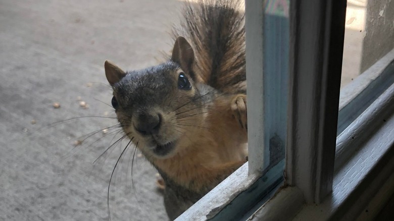 Squirrel peering through window