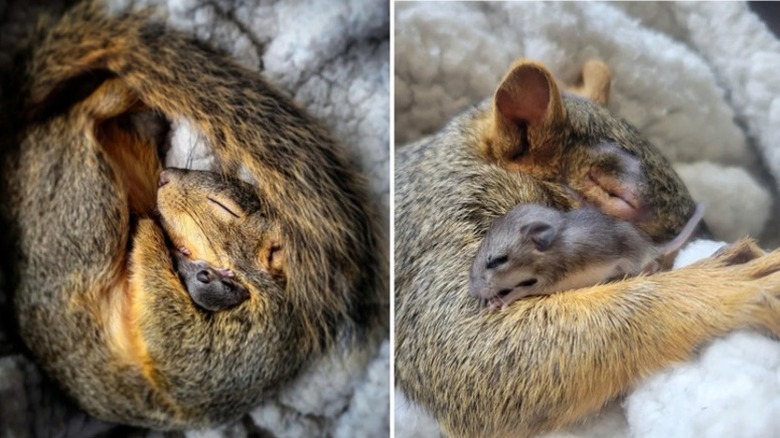 Adult squirrel sleeps curled up with baby deer mouse