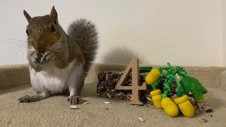 Squirrel stands next to seed cake and wooden props including acorns and the number 4