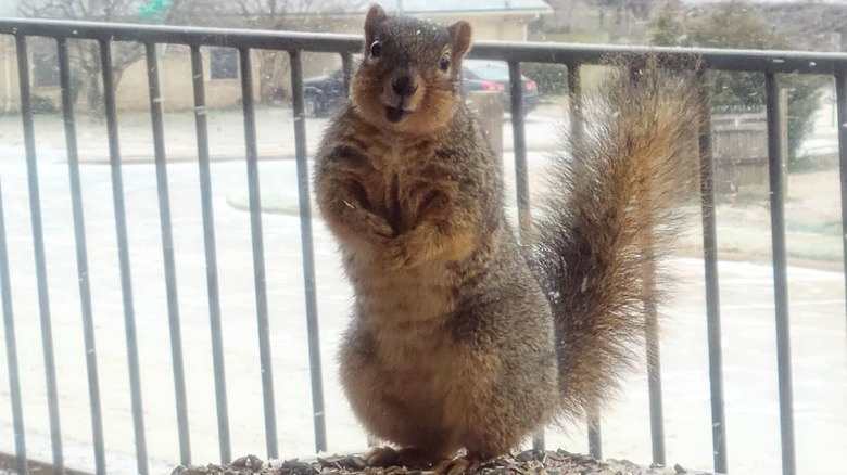 Squirrel on window sill stands on hind legs