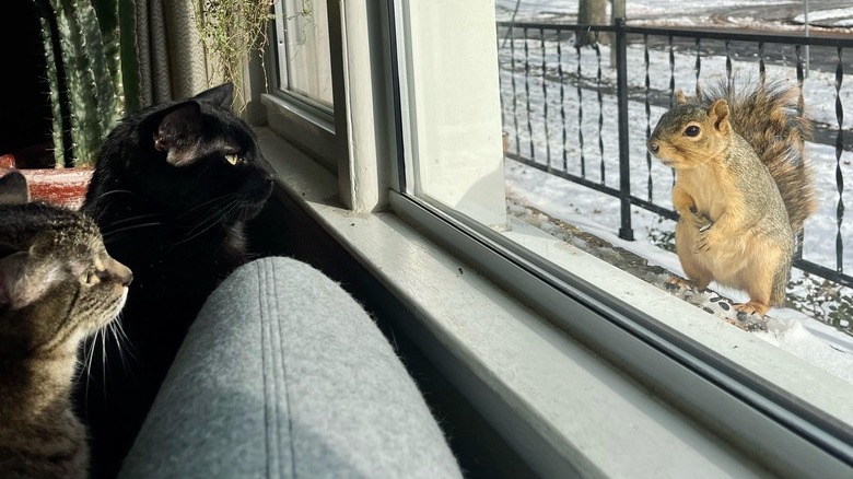 Two cats and a squirrel observe each other through window