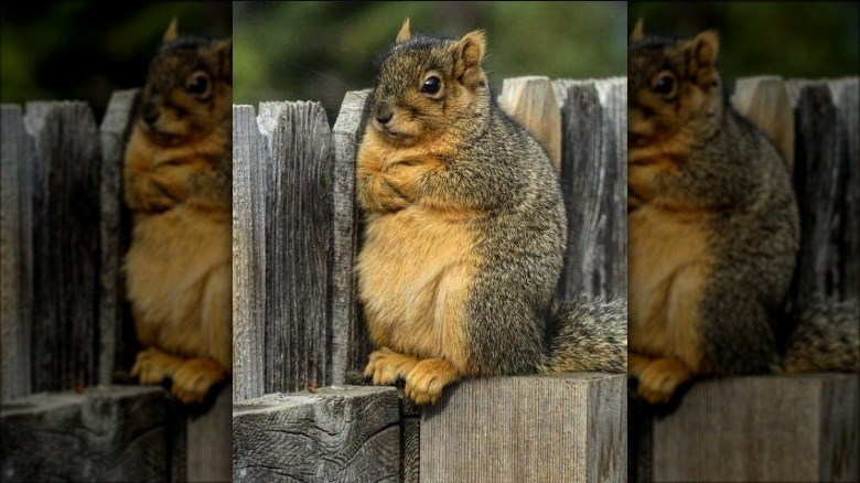 Chubby squirrel with arms crossed stands on fence