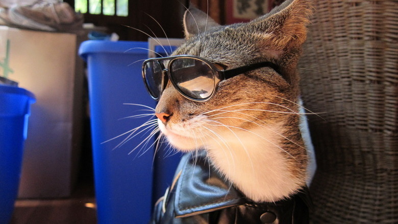 Cat wearing leather jacket and sunglasses