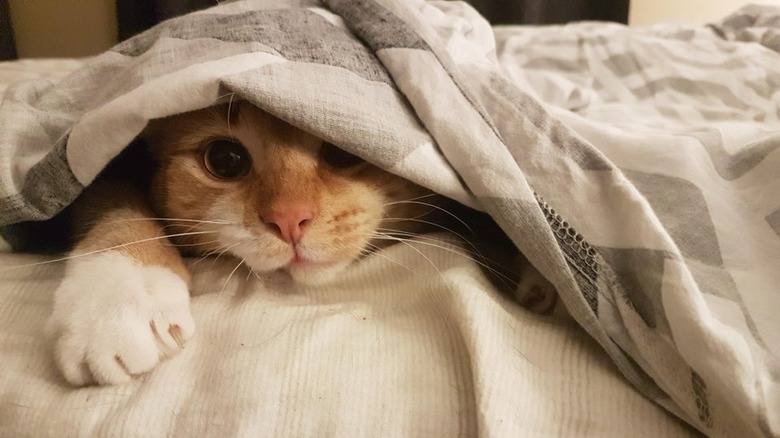 Cat under bedcovers
