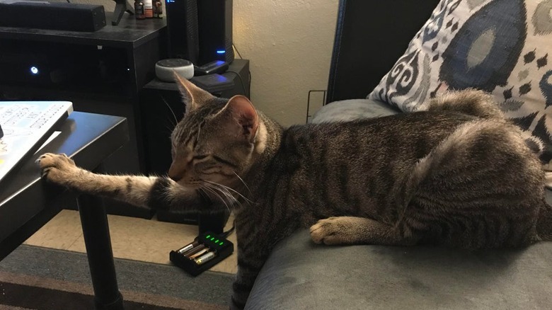 Cat touching coffee table with one paw