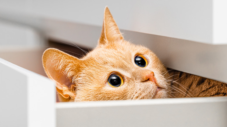Cat peeking out of a drawer