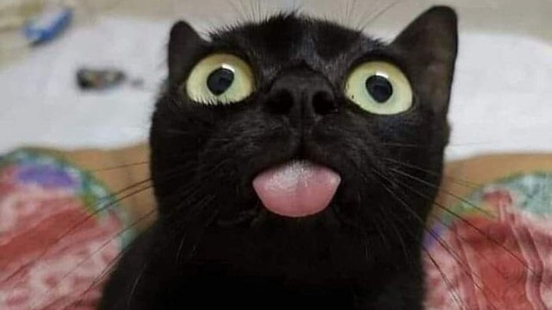 Cat with its tongue out