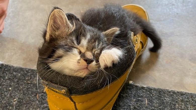Kitten sleeping in boot