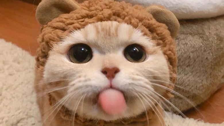 Cat in teddy bear costume sticking out tongue