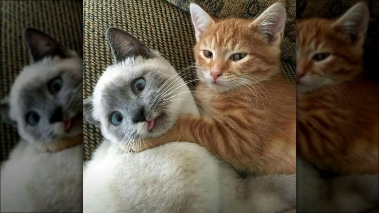 Kitten choking other kitten