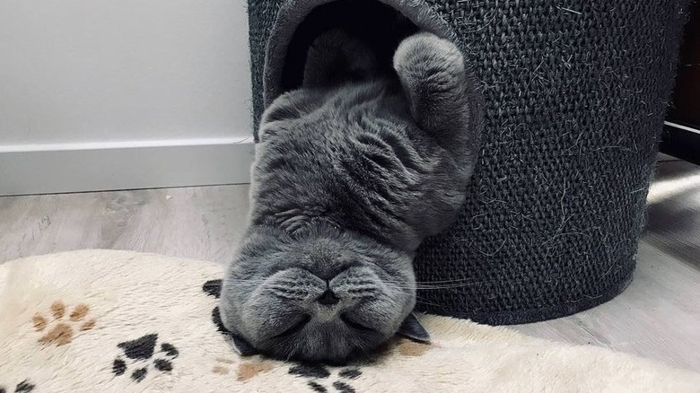 Cat drooping out of cat cave