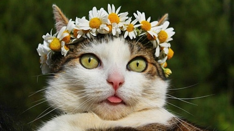 Cat wearing flower crown