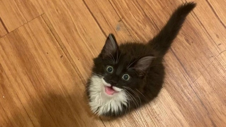 Smiling kitten