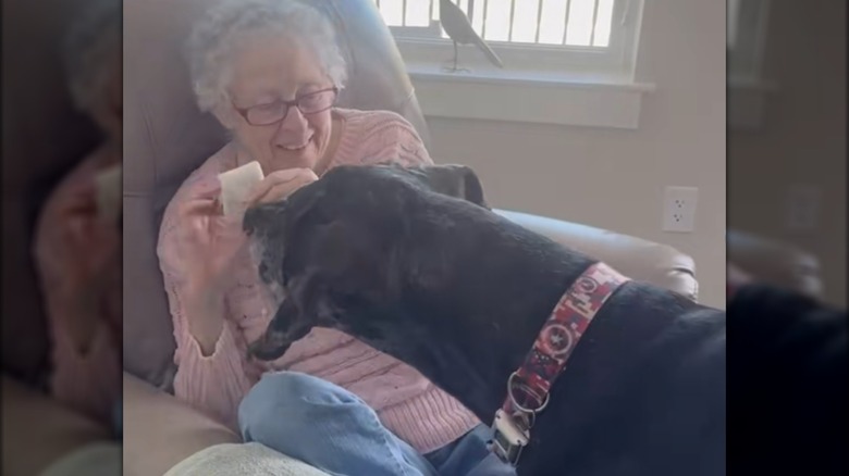 A senior woman in a pink shirt and glasses feeding something to a large black great Dane.