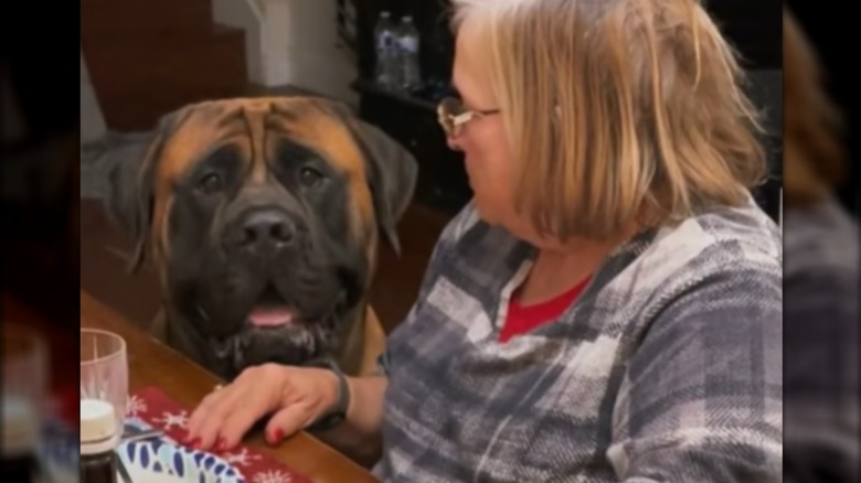 A large mastiff sitting next to a blonde woman at a table.