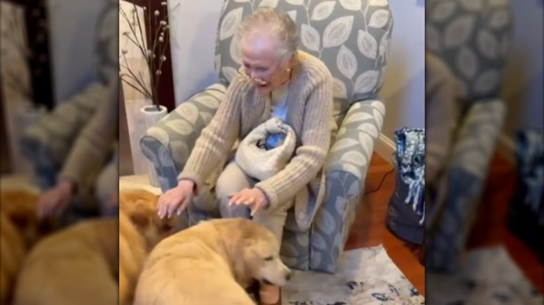A senior woman in a sweater petting two golden retrievers.