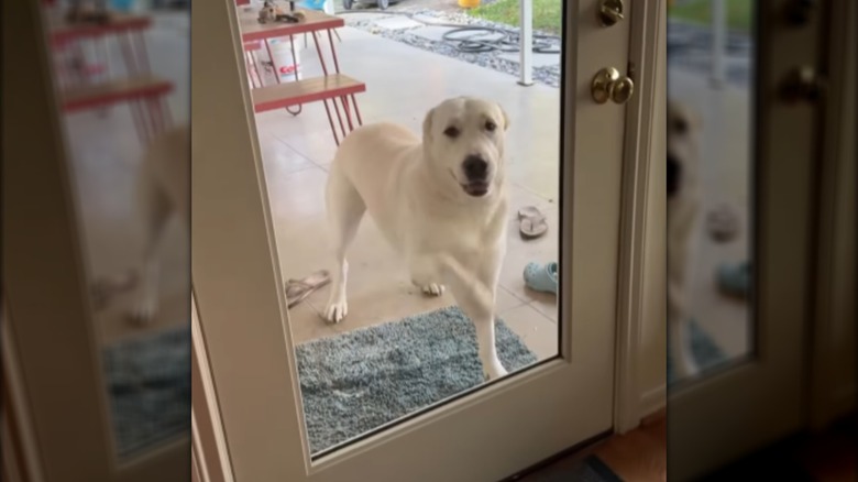 A large white dog standing outside a glass door.