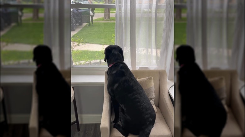 A large black Labrador sitting on a chair, looking out of a window.