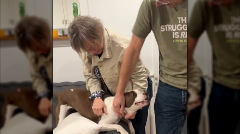 Two adults petting a brown-and-white dog.
