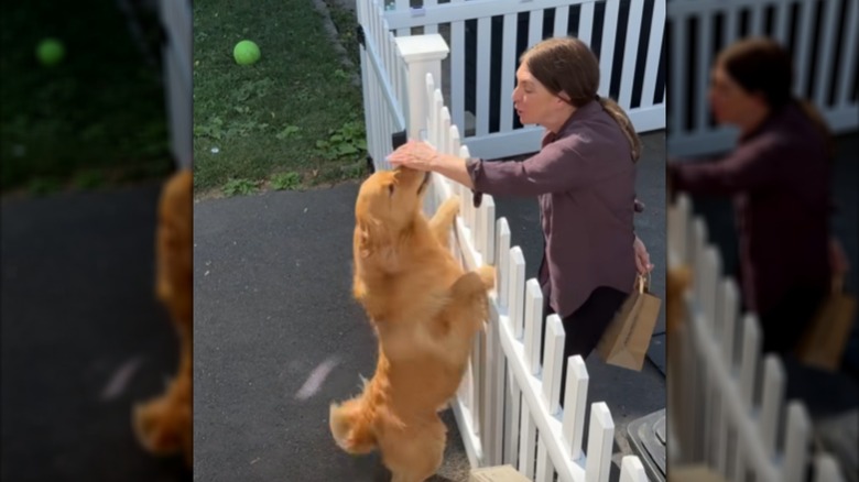 A woman reaching over to pet a golden retriever on its hind legs.