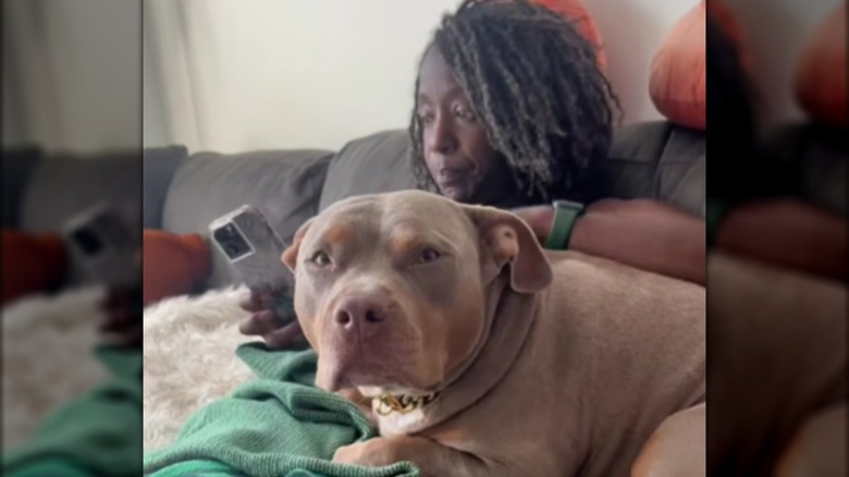 A large pitbull resting on a woman's lap.