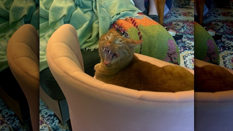 An orange cat with his mouth wide open
