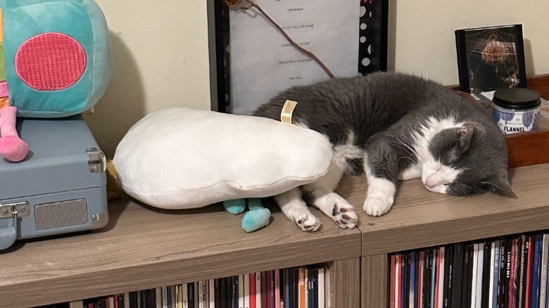 A gray-and-white cat lying down on a shelf