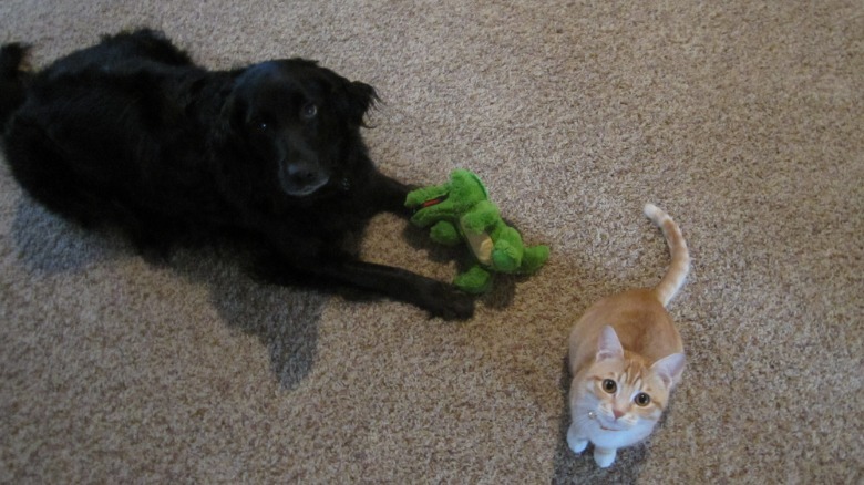 A black dog and an orange cat sitting next to each other