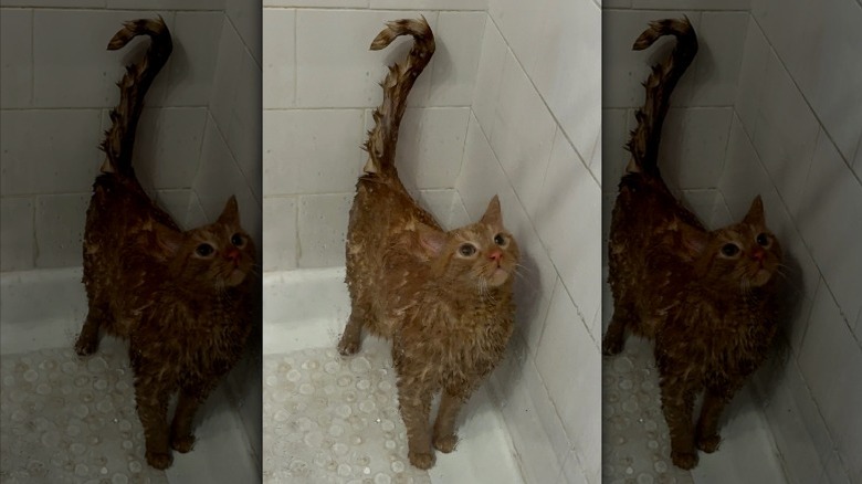 An orange cat with soapy fur in the shower
