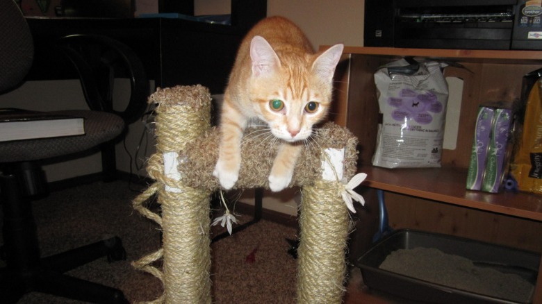 An orange cat playing with a scratching post with a cat litter tray in the background