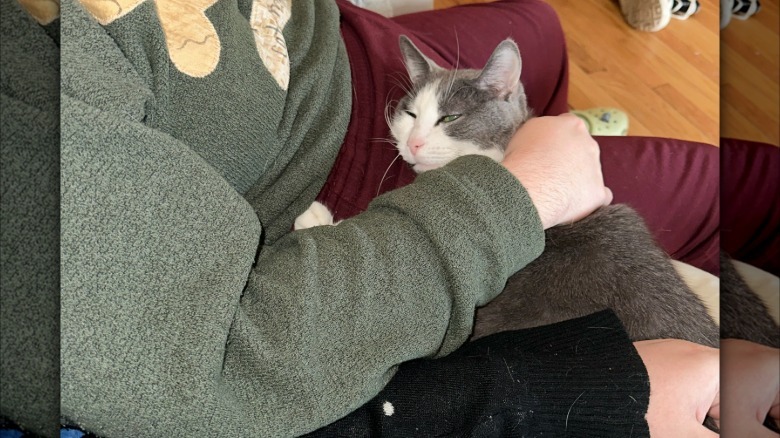 A gray-and-white cat being petted by her two dads