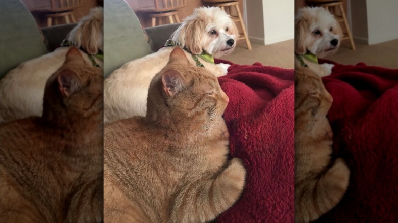 An orange cat sitting next to a white dog on a red blanket