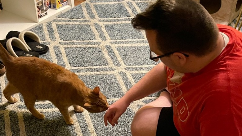 An orange cat meeting a man for the first time