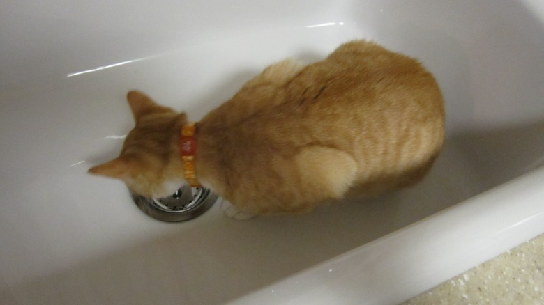 A cat standing in a clean white kitchen sink