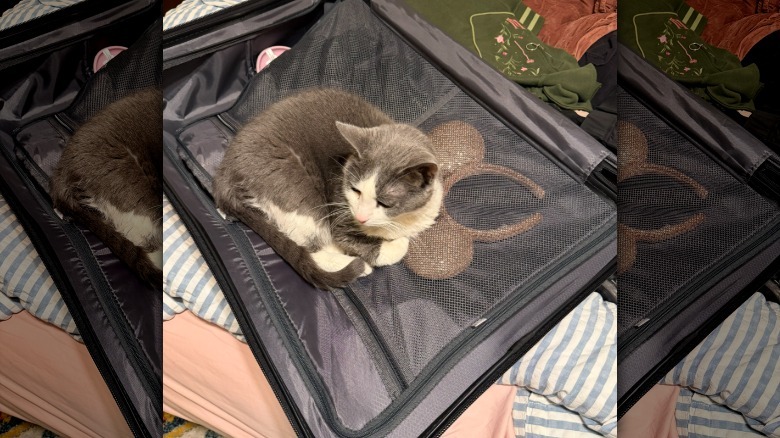A gray-and-white cat sitting in an open suitcase