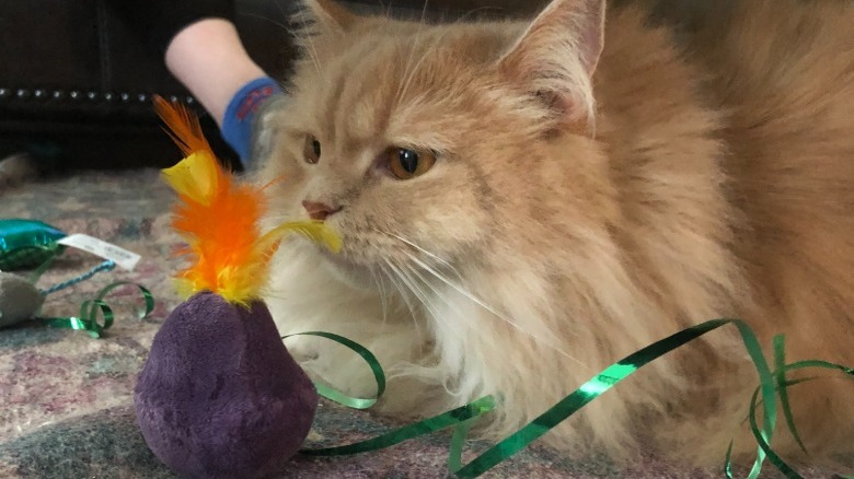 A cat surrounded by toys on Christmas