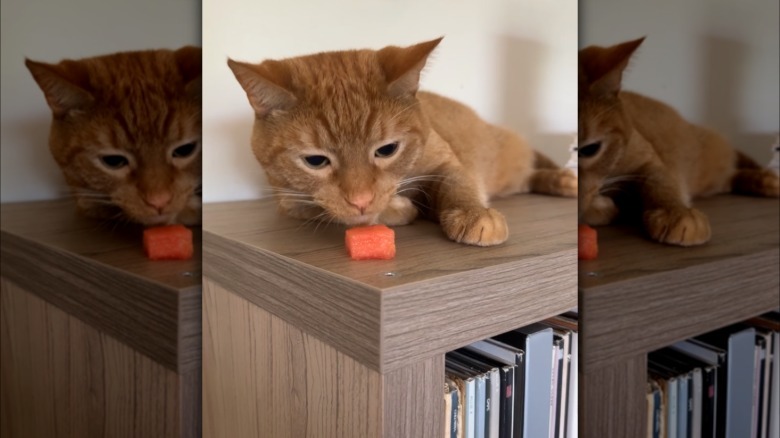 An orange cat inspecting a small piece of watermelon
