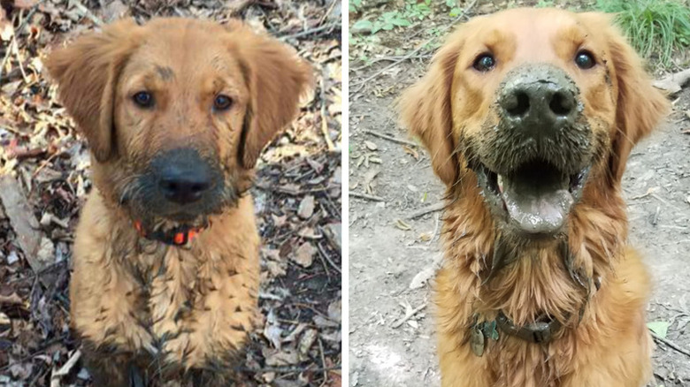 17 absolutely filthy golden retrievers and labradors