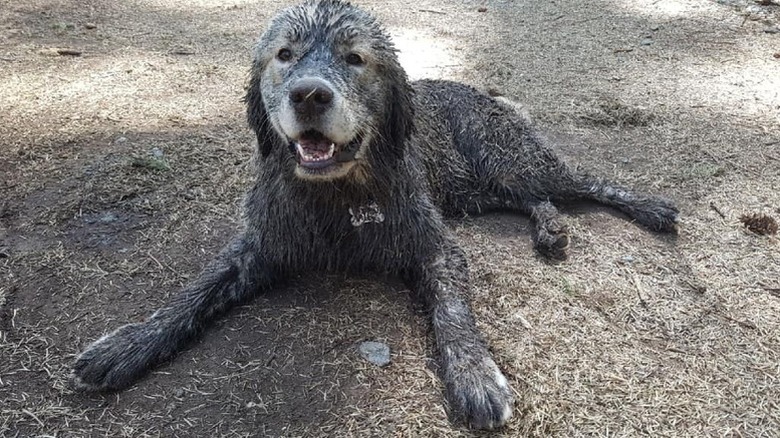 Dirty golden retriever lying down