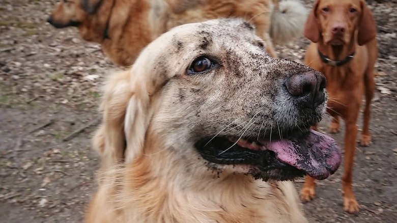 17 absolutely filthy golden retrievers and labradors