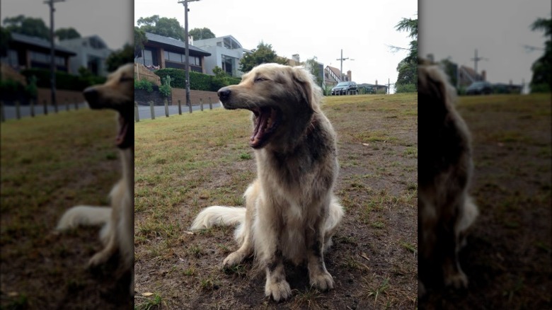 17 absolutely filthy golden retrievers and labradors
