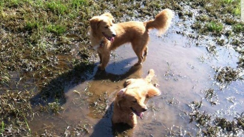 17 absolutely filthy golden retrievers and labradors