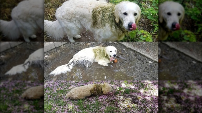 17 absolutely filthy golden retrievers and labradors