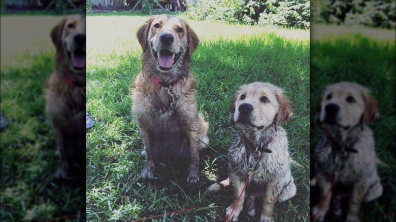 17 absolutely filthy golden retrievers and labradors