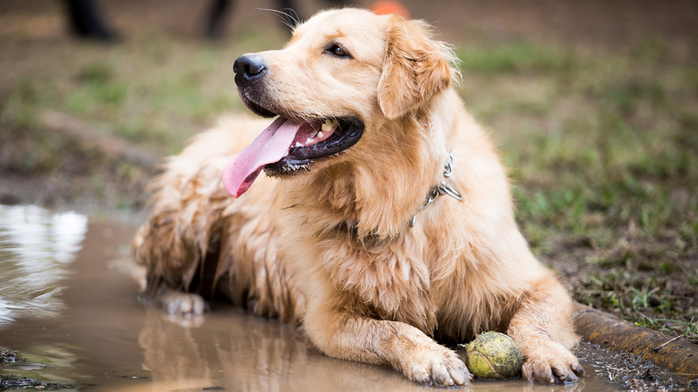 Golden Retriever dog lying in mud puddle