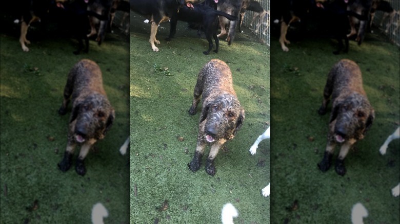17 absolutely filthy golden retrievers and labradors