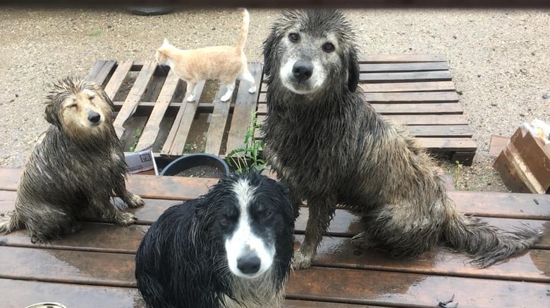 17 absolutely filthy golden retrievers and labradors
